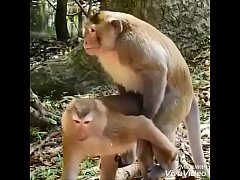 ดูหนัง animal xxx  ยั่วให้ลิงเย็ดกันในสวนสัตว์ ก่อนจับเย็ดกัน